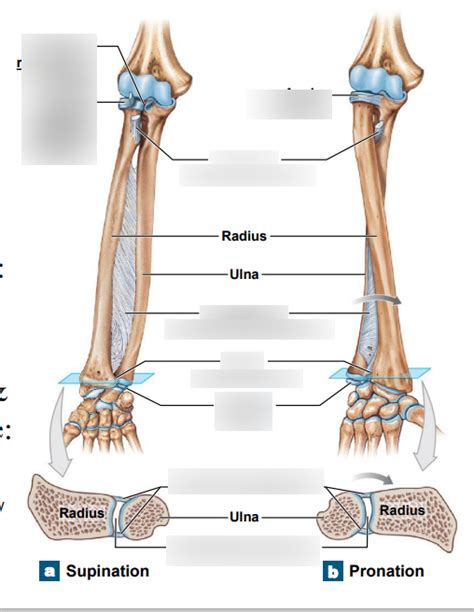 ramble elbow trite *** olate quizlet|Ramble elbow trite ***olate .